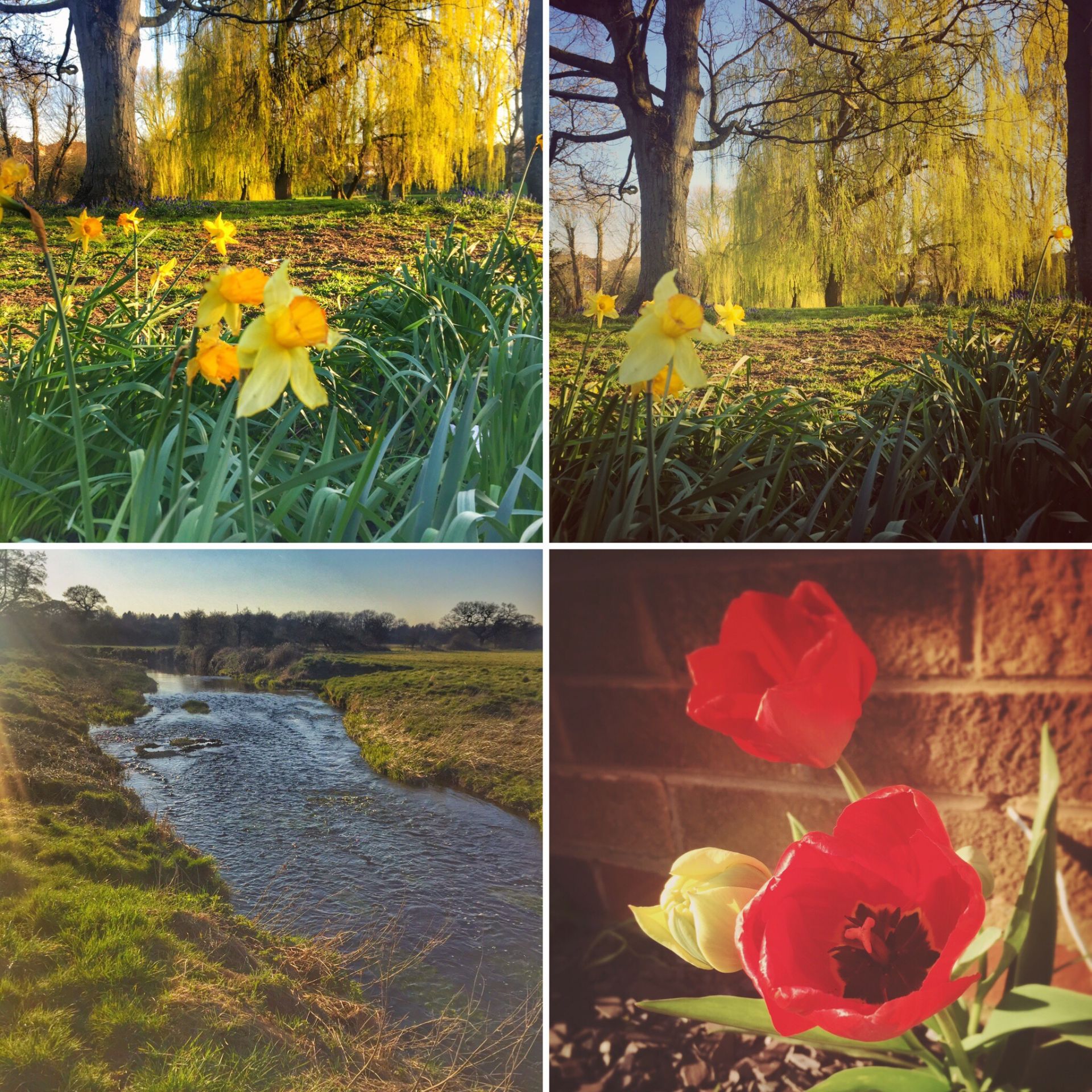A collage of shots from a riverside walk, including yellow daffodils and red tulips 