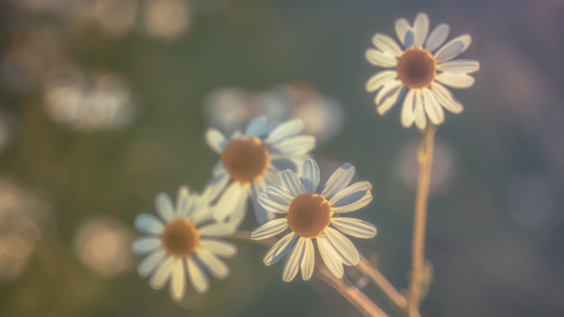 The Joys of Spring - daisies